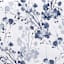 60X84 Blue Floral Print Tablecloth