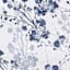 60X104 Blue Floral Print Tablecloth