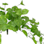 Pothos Hanging Bush, 26"