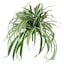 Spider Plant Bush, 26"