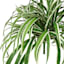 Spider Plant Bush, 26"