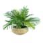 Palm in Low Round Basket, 17"
