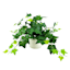Ivy in White Pot, 12"