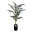 Dark Green Palm Plant in Black Slant Pot, 5'