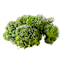 Glittered Apple Green Reindeer Moss