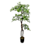 Real-Bark Black Olive Tree, 5'