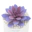 Purple Echeveria in White Vase, 5"