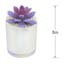 Purple Echeveria in White Vase, 5"