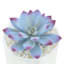 White Echeveria in White Vase, 5"