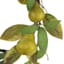 Pear Wreath, 22"