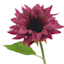 Purple Sunflower Floral Pick, 12.75"