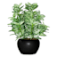 Potted Greenery Plant, 10"