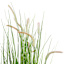 Potted Dune Grass Bush, 60"