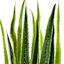 Aloe Vera with Textured Black Planter, 41"