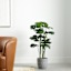 Monstera Tree with Grey Tribal Planter, 46"