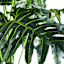 Tropical Leaf Plant with White Planter, 6.5'