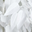 Potted White Fiscus Tree, 6'