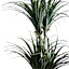 Dracaena Plant in Woven Vessel, 60"