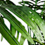 Palm Plant in Decorative Basket, 6'