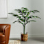 Palm Plant in Decorative Basket, 6'