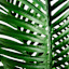 Dark Green Palm Plant in Black Slant Pot, 5'