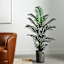 Dark Green Palm Plant in Black Slant Pot, 5'