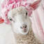 Shower Cap Sheep Canvas Wall Art, 16x20