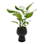 Varigated Rubber Plant in Ceramic Pot, 22"