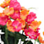 Pink & Orange Poppy Bush, 22"