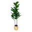Fig Fiddle Tree in Basket, 4'