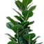 Fig Fiddle Tree in Basket, 4'