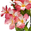 Pink Alstroemeria Bush, 18"