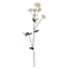 White Astrantia Stem, 22"