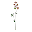 Pink Astrantia Spray, 22"