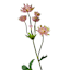 Pink Astrantia Spray, 22"