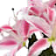 Pink Tiger Lily Bush, 19"