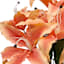 Peach Tiger Lily Bush, 19"