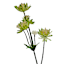Green Astrantia Spray, 22"