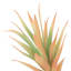 Air Plant Pick, 9"