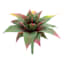 Aloe Pick, 10"