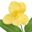 Yellow Orchid Bush, 18"