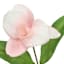 Light Pink Orchid Bush, 18"