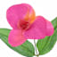 Pink Orchid Bush, 18"