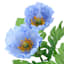 Blue Poppy Bush, 18"