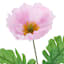 Purple Poppy Stem, 30.25"