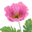Red Poppy Stem, 30.25"