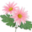 Pink Daisy Bush, 18"
