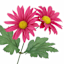 Dark Pink Daisy Bush, 18"