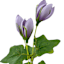 Lavender Tulips & Leaves Coiled Garland, 60"