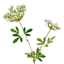 Green Queen Anne's Lace Stem, 30"